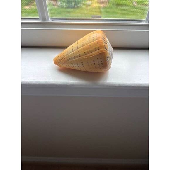 Large Natural Cone Conus Shell w Unique Spotted Pattern & Spiral Design - Picture 1 of 6